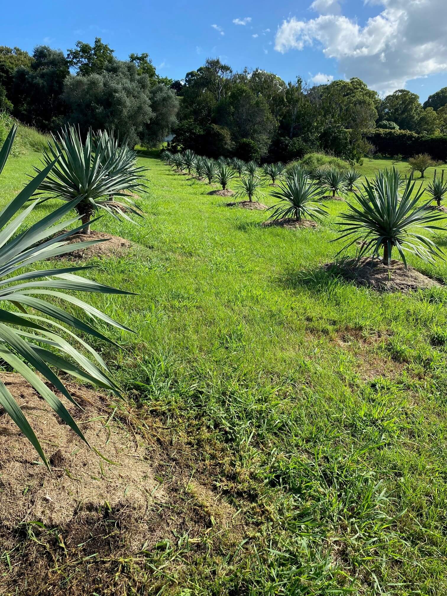 Coastal Northern Rivers garden maintained by Tucki Gardens